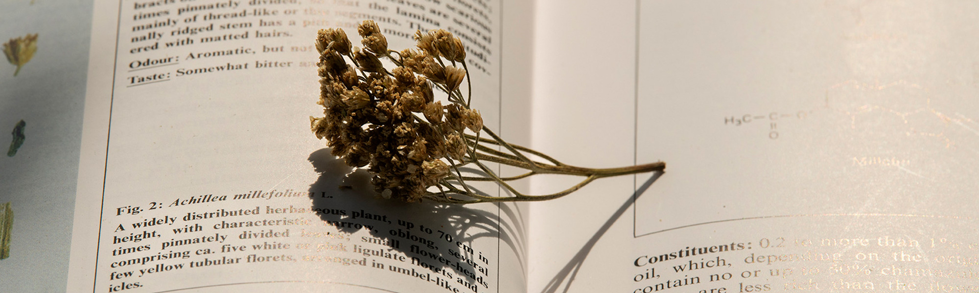 Adiós a las quemaduras solares, cómo prevenirlas y tratarlas